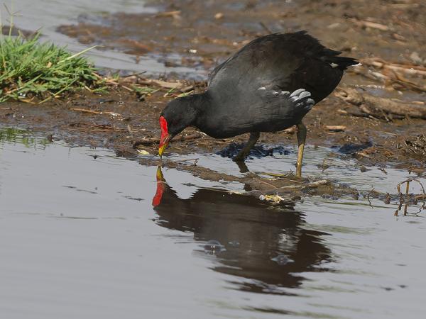 <h3><a href="/trips/tanzania/biota/animalia/chordata/aves/023 gruiformes/003 rallidae/gallinula chloropus/gallinula chloropus-nl.html">Gallinula&nbsp;chloropus</a> / Common&nbsp;moorhen / Waterhoen</h3>OM-1 Mark II met OLYMPUS M.150-400mm F4.5, 1/2000 sec  bij F4.5, ISO 320, afstand 26.0&nbsp;m